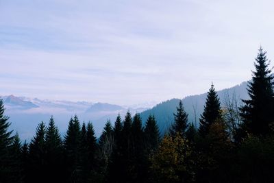 Pine trees in forest against sky