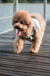 Close-up of dog on steps