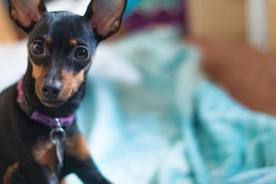 Close-up portrait of dog