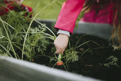 Girls hand pulling carrot out of soil