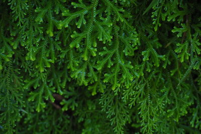 Full frame shot of green leaves