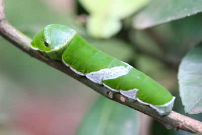 Close-up of green leaf on branch