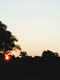 Silhouette of trees at sunset