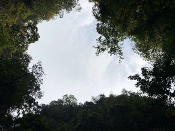 Low angle view of trees against sky