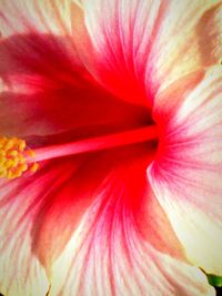 Macro shot of pink flower