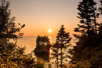 Silhouette trees by sea against sky during sunset