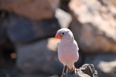 Bird perching on rock