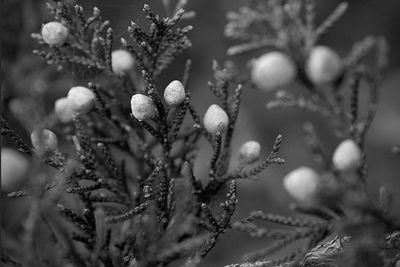 Close-up of plant