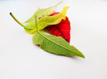 Close-up of red leaf over white background