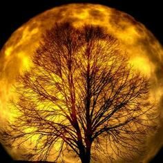 low angle view, bare tree, tree, silhouette, sunset, branch, sky, nature, night, orange color, tranquility, close-up, beauty in nature, no people, outdoors, circle, yellow, scenics, dusk, moon