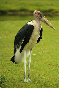 Marabou stork