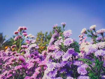 Low angle view of pink flowering plants against sky