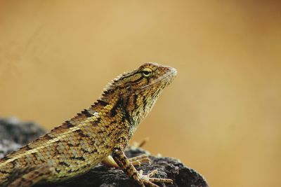 Close-up of lizard on rock