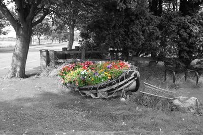 Flower plants against trees