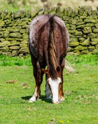 Close-up of horse standing on field