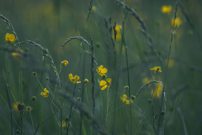 Close-up of yellow flowers blooming on field