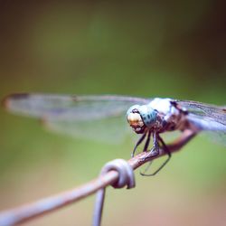 Close-up of dragonfly on barbed wire