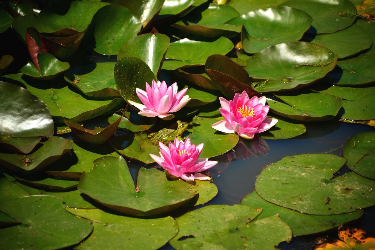 WATER LILY IN LAKE