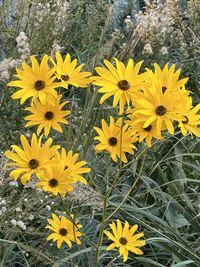 flowering plant