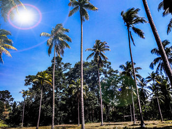 Low angle view of coconut palm trees against sky