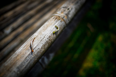 Close-up of caterpillars on bamboo