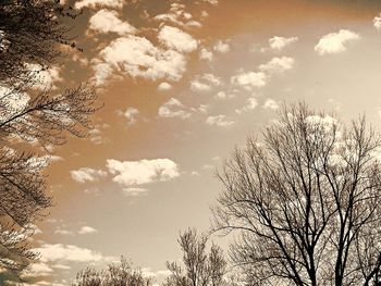 Low angle view of bare tree against sky