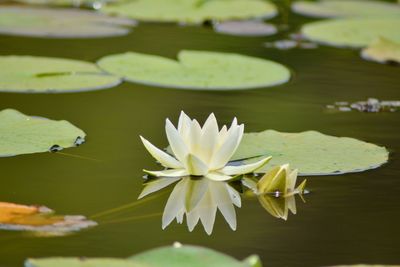 Close-up of lotus water lily in pond