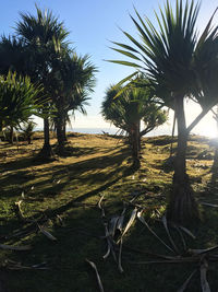 Palm trees on field against sky