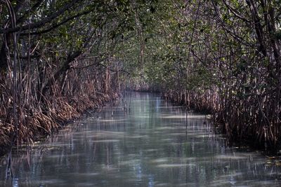 View of river amidst trees in forest