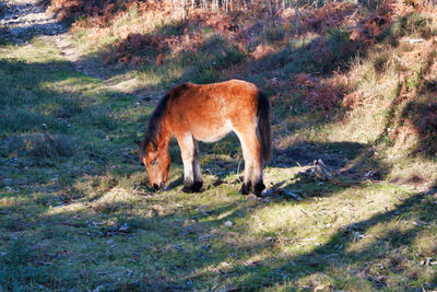 Side view of a horse grazing in field
