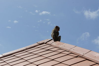 Low angle view of monkey perching on roof against sky
