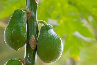 Close-up of fruits on tree