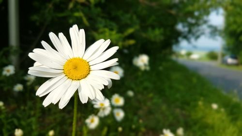 Close-up of white daisy flower