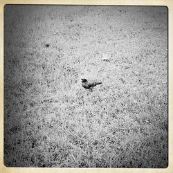 Close-up of bird in water