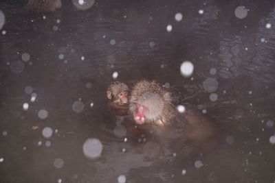 High angle view of monkeys in hot spring