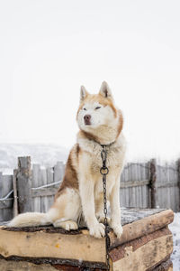 Close-up of dog sitting on wooden bench