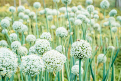 Close-up of white flowering plants on field