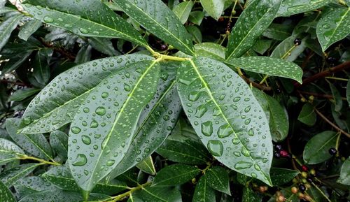 High angle view of wet leaves on plant during rainy season