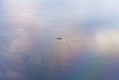 View of jellyfish swimming in lake