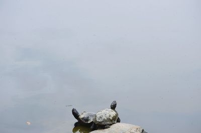 Close-up of tortoise swimming on lake against sky