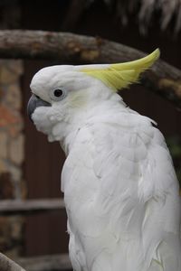Close-up of sulphur crested cockatoo