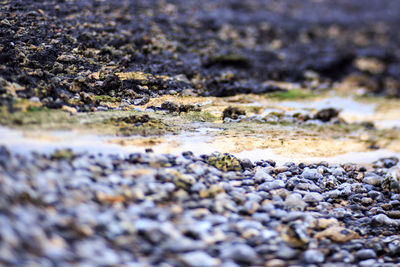 Close-up of rocks on shore