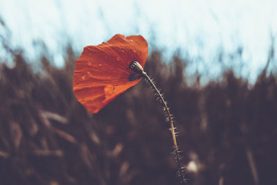 Close-up of orange poppy on field