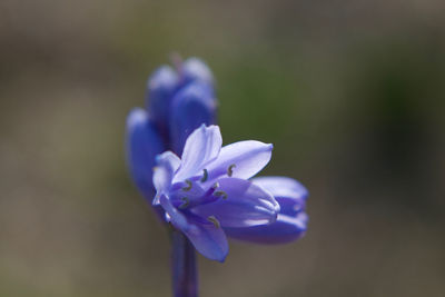 Close-up of purple flowering plant