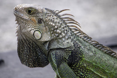 Close-up of a lizard