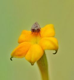 Close-up of insect on yellow flower