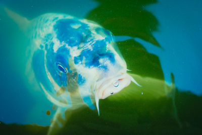 Close-up of fish swimming in aquarium