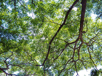 Low angle view of bamboo trees in forest