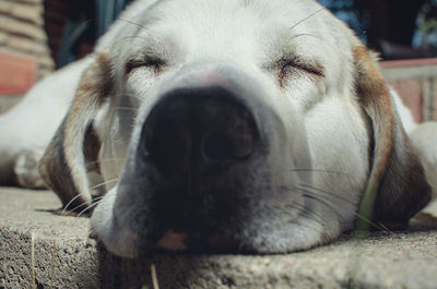 Close-up of a dog resting