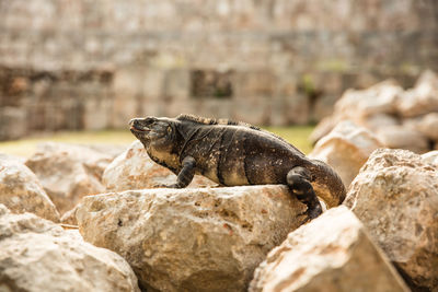 Lizard on rock